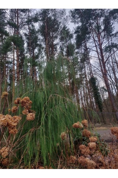 Кипарисовик з ажурною кроною Імбріката Пендула
